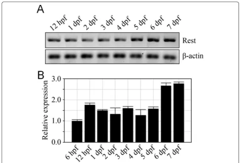 Figure 5 qRT-PCR analysis of developmental REST expression. (A) Electrophoresis gel of RT-PCR products showing relative levels of REST(top) and b-actin (bottom) expression at 12 hours post-fertilization and then daily from 1 to 7 dpf
