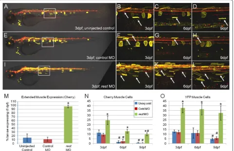 Figure 6 NRSE-delimited transgene expression is REST dependent. A-L show representative time series confocal images at 3, 6 and 9 dpf ofNRCK; 14xNTR-Ch; 5xMY-HMY triple transgenic larvae ± rest morpholino (MO) injection