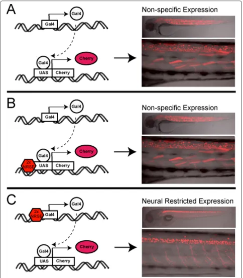Figure 7 Summary. Schematic summarizing our findings regarding NRSE-delimited transgene expression within the context of bipartite driver(B) and effector/reporter lines (C)