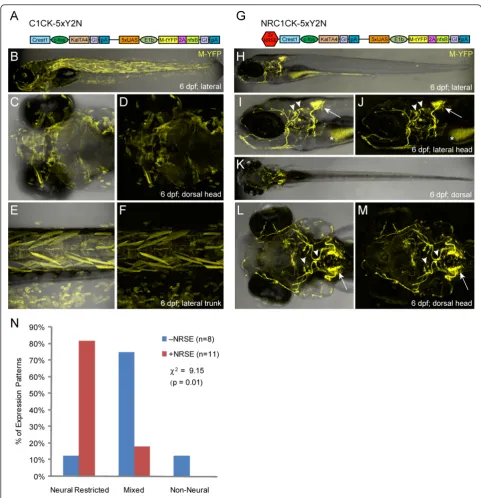 Figure 2 CREST1-cfos transgene comparisons ±NRSE. Plasmid diagrams and representative confocal images of lines derived with the CREST1-cfos enhancer-minimal promoter element ±NRSE, one C1CK-5xY2N (A-F) and one NRC1CK-5xY2N (G-M) line is shown (6 dpf)