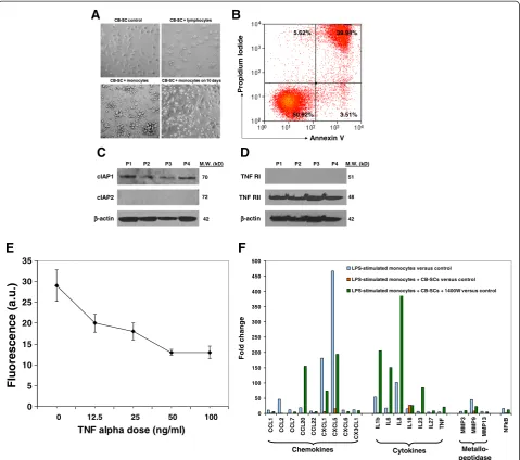 Figure 3 In vitro study of the immune modulation of CB-SCs on monocytes. (A) Phase contrast microscopy shows the co-culture of CB-SCwith monocytes (bottom left panel) for 18 hrs