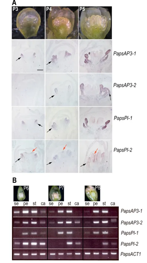 Fig. 3. Expression analyses of PapsAP3 and PapsPI genes.