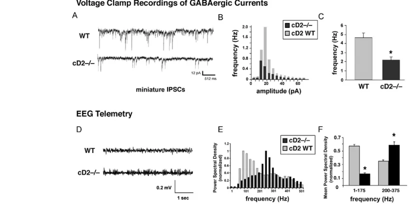 Fig. 4. Reciprocal cyclin D expression changes in cD1SVZ (I) and enhanced in proteins is distinct and non-overlapping in the medial ganglionic eminence (MGE) at E14.5