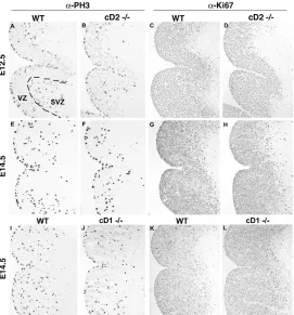 Fig. 5. Cdk-inhibitor p27 and cD-Cdk effectorretinoblastoma in the MGE of as compared with wild-type littermates.cD2–/– and cD1–/– mice (A-H) At E12.5(A-D) and E14.5 (E-H), the labeling-intensity of p27 (A,B,E,F)