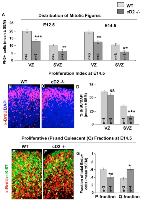 Table 1. Analysis of M- or S-phase cells in the dorsal compared with the ventral MGE