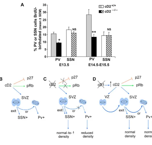 Table 2. Cell cycle analysis of cD1–/– and cD2–/– MGE comparedwith WT