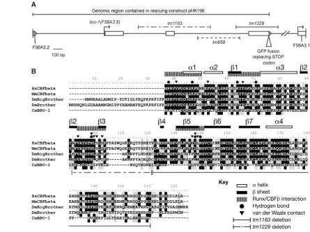 Fig. 1. bro-1 human (isoform 1, NP074036.1). Identical amino acids are shown on a black background; similar amino acids are on a grey background