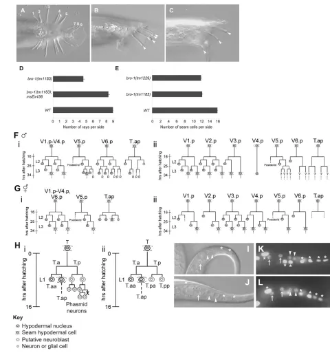 Fig. 2. Loss of bro-1 function causes V- and T-lineage-specific division failures, resulting in ray loss