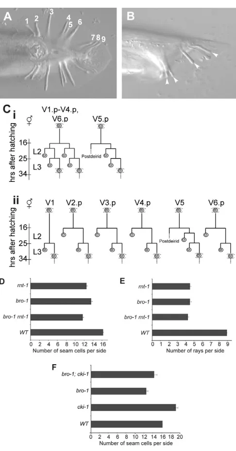 Fig. 3. bro-1 rnt-1 only as a control (of the him-5(e1490)adult hermaphrodite progeny of 8(e1489) him-8(e1489) (effectively WT), hermaphrodites (strain AW186; SCM::GFP rnt-1(tm388); him-5(e1490) SCM::GFP n1(tm388) him-5(e1490) asymmetric division