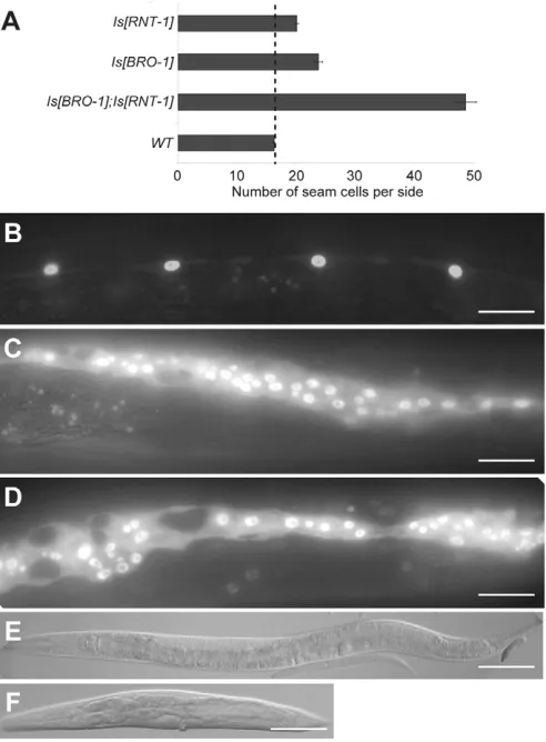 Fig. 8. Co-overexpression of bro-1 and rnt-1 induces massive