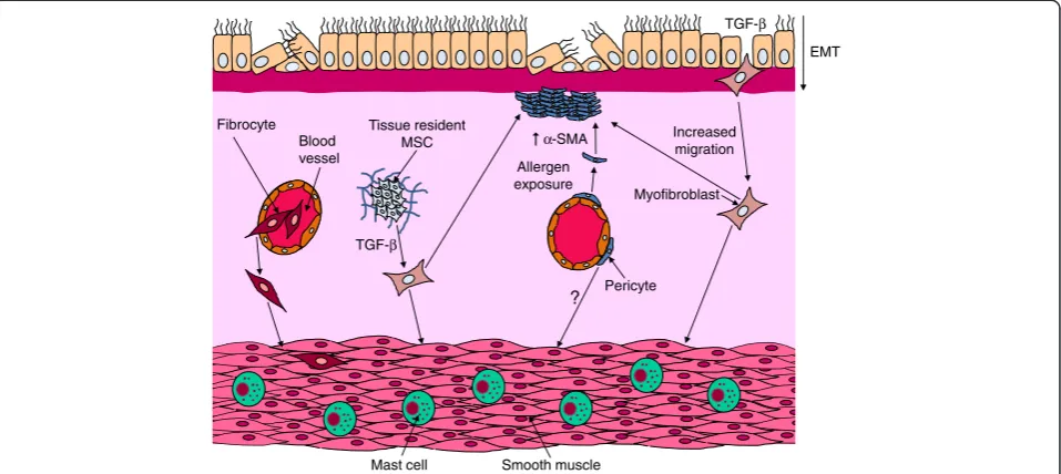 Figure 1 The potential origins of myofibroblast and ASM hyperplasia in asthmatic airways