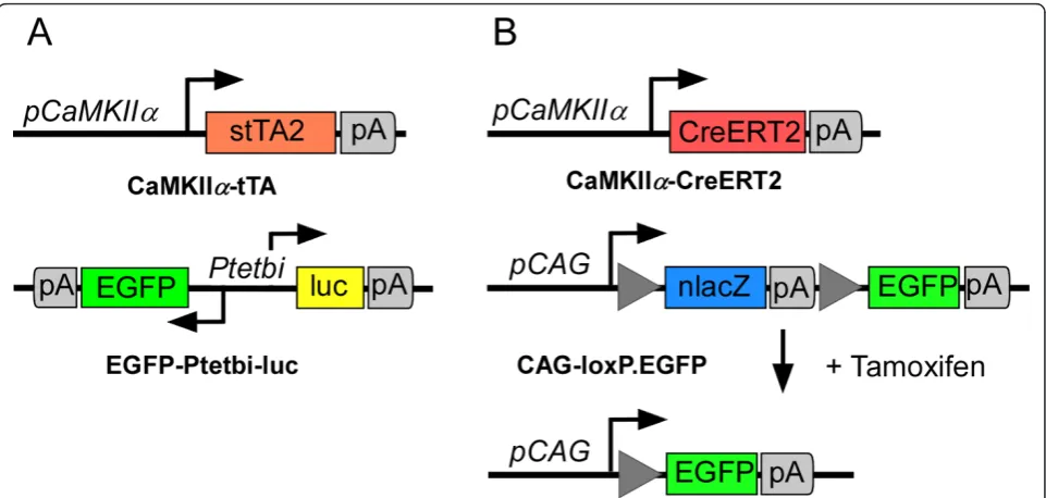 Figure 1 Conditional expression systems in the rat brainthe transgenic rat lines CaMKIIa-tTA and EGF-Ptetbi-luc rats