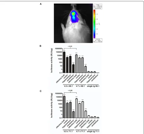 Figure 2 Luciferase expression in double transgenic CaMKIIlines 4.5 and 4.7 in combination with the Ptet-reporter 66.1 (B) was significantly higher (transgenic reporter activity (olfactory bulb: F (2,15) = 304,a-tTA/EGFP-Ptetbi-luc rats