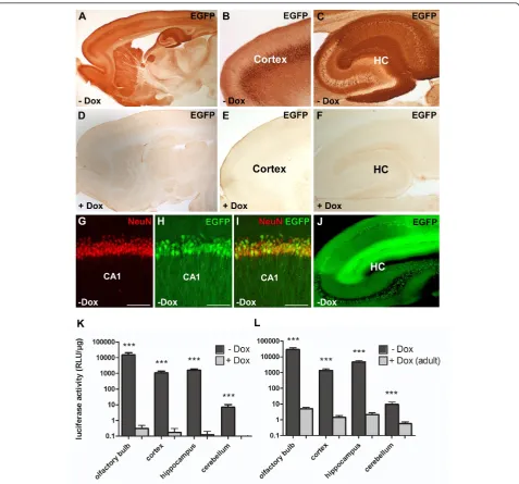 Figure 3 Doxycycline-mediated gene regulation in double transgenic CaMKIIEGFP expression in double transgenic CaMKIIantibody against EGFP