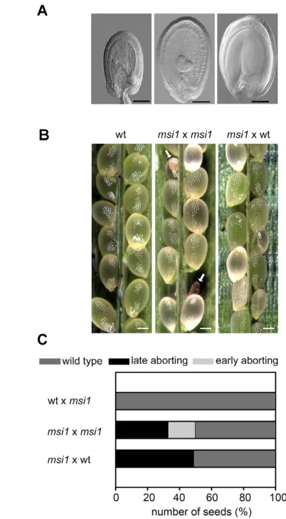 Fig. 1. Homozygous msi1(middle). No small aborting seeds are formed after pollination ofmsi1shown as a control in the left panel