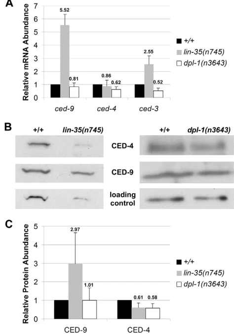 Fig. 3. Analysis of ced-9abundances of experiments, each performed in triplicate, are shown