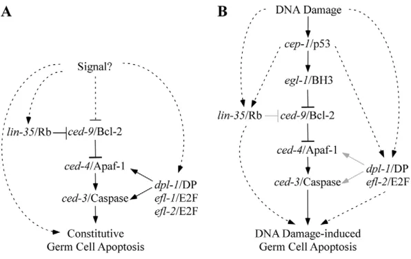 Fig. 5. Genetic pathways for germ cell apoptosis inC. elegans. (A) The genetic pathway for constitutivegerm cell apoptosis