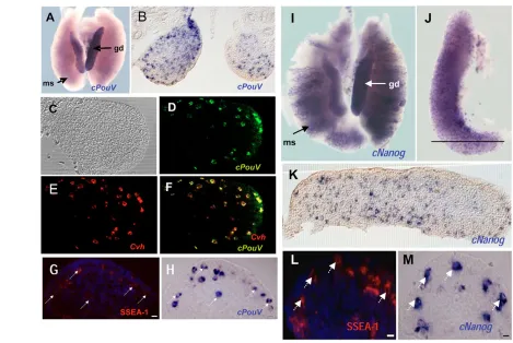 Fig. 5. cPouVarrows). (B) Section of gonad shown in A. (C) Bright field of the stage 33 gonad used for in situ hybridisation (D,E,F)