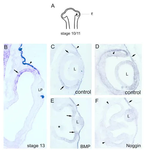 Fig. 3. Effects of BMP and noggin application on the Wnt2bexpression is downregulated in the entire outer optic cup (arrowheads).In the surface ectoderm (arrow) and anterior lens, (site of the BMP5-soaked bead in E