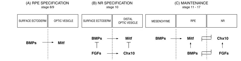 Fig. 8. Proposed model for the regulation of the RPE and NR domain in the developing chick eye