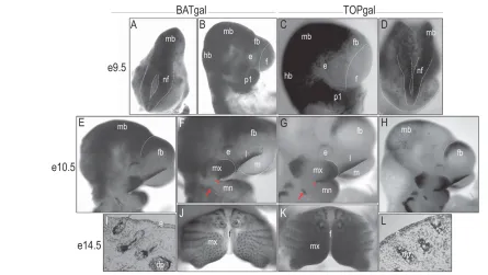 Fig. 1. Comparisons between X-Gal staining patterns in Wnt reporter mice. ((A) Staining is evident in the midbrain (mb) and anterior neural folds (nf) of BATgal embryos