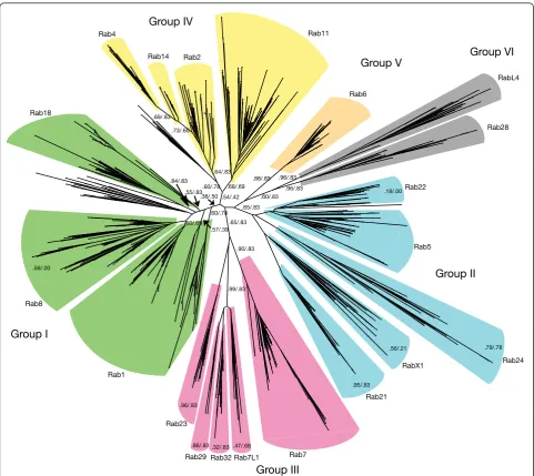 Figure 1 Evolutionary tree depicting the relationship of the different Rab families that were potentially present in the last eukaryoticcommon ancestor (LECA)