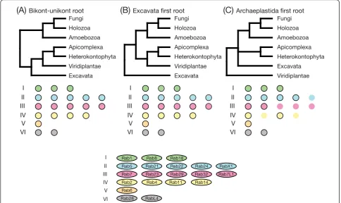 Figure 2 Changes to the repertoire of Rab proteins in the last eukaryotic common ancestor (LECA) considering different hypothesesof rooting the eukaryotic tree