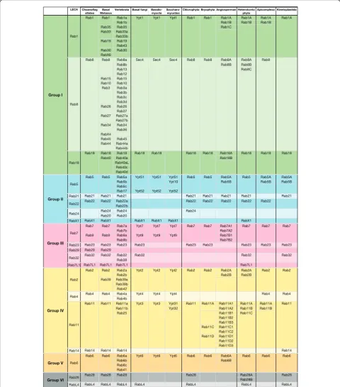 Figure 3 Last eukaryotic common ancestor (LECA) Rabs and their evolution in different phyla