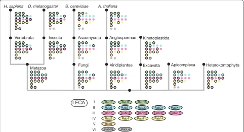 Figure 4 Overview of how Rab proteins were lost during the expansion of eukaryotesancestor (LECA) Rabs are indicated at each evolutionary step, as depicted in the key, with loss being indicated by loss of the black outline