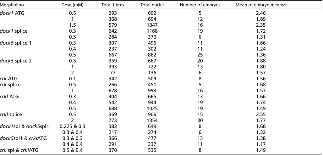 Table 2. dock1, dock5, crk and crkl morphants all show significant increases in the number of mononucleate fast fibres, at 26-28 hpf