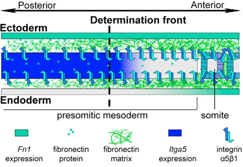 Fig. 9. Model of fibronectin assembly in the chick PSM. Sagittalview of PSM and first epithelial somite, showing ectoderm dorsally andendoderm ventrally