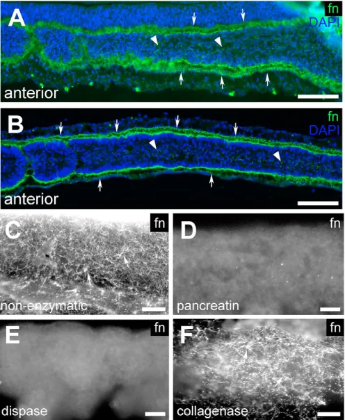Fig. 1. Distribution of fibronectin in the chick PSM andsurrounding tissues.pancreatin (D) or dispase (E) are completely negative