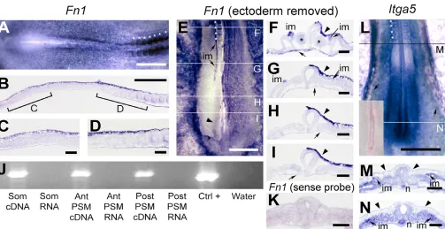 Fig. 7. mRNA expression pattern of fibronectin (Fn1probe control. Sections of hybridisation for hybridisation for the posterior part of epithelial somites (A,B,D)