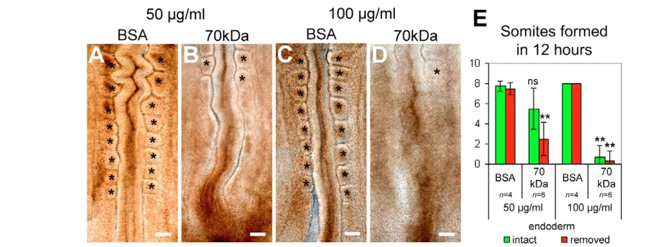 Fig. 8. A 70 kDa peptide containing the fibronectin assembly domain inhibits somitogenesis in embryo explants cultured for 12hours.100 peptide, somitogenesis is practically abolished (D)