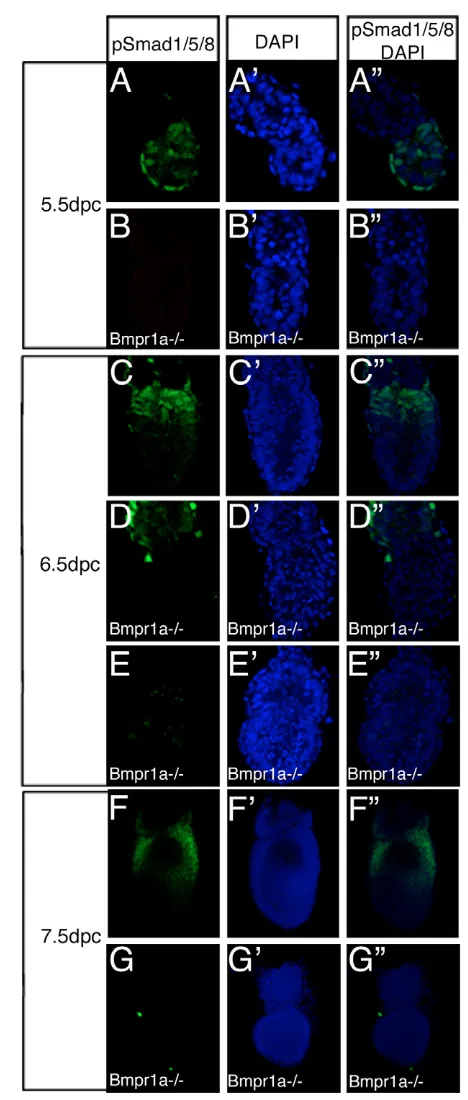 Fig. 1. Bmpr1a is essential for BMP signalling in the early mouse