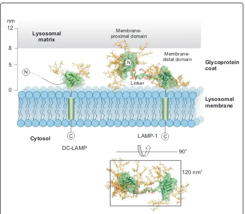Figure 6 Model of lysosomal membrane proteins and the glycoprotein coat. Structural models of glycosylated DC-LAMP and LAMP-1 weredrawn to scale