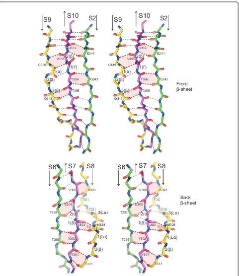 Figure 4 Stereo views of theare shown as stick drawings. Bulged residues are numbered and their conformations are given in parentheses (turn; L b-bulges