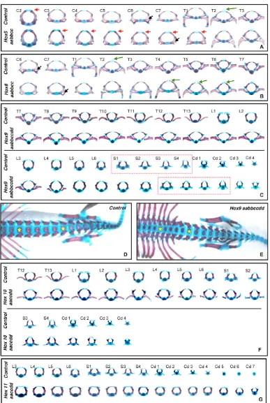 Fig. 2. Anterior homeotictransformations ofHox6vertebral elements in Hox5,, Hox9, Hox10 andHox11 paralogous mutants.(A-C,F,G) Anterior views of