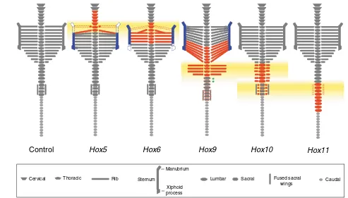 Fig. 6. Schematic representation of paralogous Hox axial skeleton phenotypes. Somite-derived, primaxial skeletal elements that exhibitreflect the posterior shift of the axial skeleton
