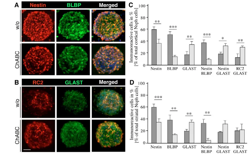 Table 1. Percentage of immunoreactive cells from cortical and striatal neurospheres grown for 7 div with or without ChABC