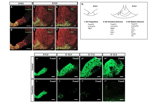 Fig. 1. Foxa1/2 are expressed in mDA progenitors and neurons and the timing of inactivation of Foxa2 in Foxa2ckomidbrain progenitors from E10.5 onwards