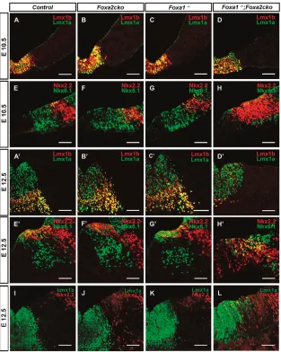 Fig. 3. Normal development of