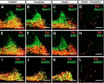 Fig. 4. Reduced expression of Ngn2 in mDA progenitors andincomplete specification of immature neurons inFoxa1–/–;Foxa2cko double-mutant embryos at E12.5