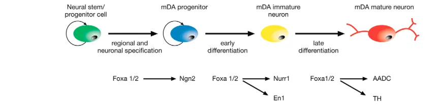 Fig. 7. Schematic summarising the sequential roles of Foxa1/2 during the three different phases of development of mDA neuronsfrom neural stem/progenitor cells.Foxa1/2 is subsequently required for Nurr1 and En1 expression in immature mDA neurons and for the expression of aromatic  During regional and neuronal specification, Foxa1/2 positively regulates Ngn2 expression in mDA progenitors.L-amino aciddecarboxylase (AADC) and tyrosine hydroxylase (TH) in mature mDA neurons during early and late differentiation.