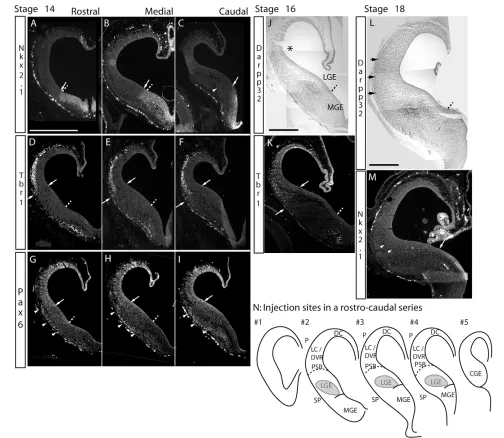 Fig. 2. Regionalized expression of Nkx2.1, Tbr1, Pax6 and Darpp-32 in the telencephalon of turtle embryos