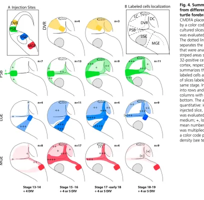 Fig. 4. Summary of migration patterns
