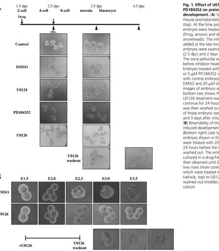 Fig. 1. Effect of U0126 and
