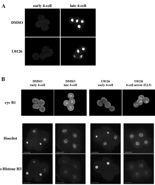 Fig. 2. ERK and ELK1 are phosphorylatedduring mouse preimplantation development.(A) Phosphorylated ERK (p-ERK, upper) and