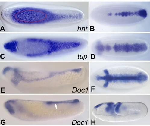 Fig. 4. Expression of dorsal patterning genes in A. gambiaegermband elongation. The area outlined by the red oval in A is theDorsocross1Embryos (with the indicated antisense RNA probes