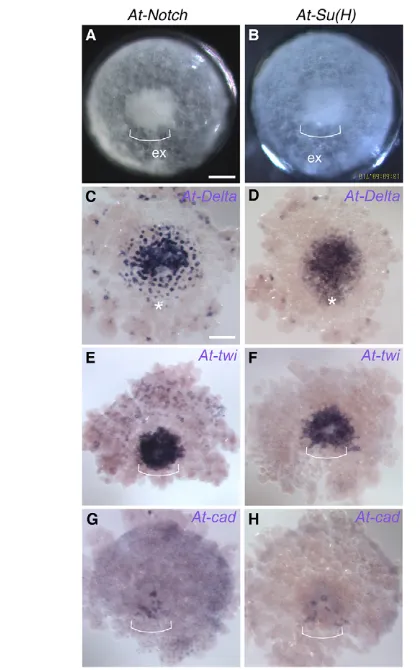 Fig. 8. Phenotypes of At-Notchlate stage 6. At the central area of each germ disc, an invagination suchas seen in germ discs stained for The evenly spaced pattern of central Scale bars: 100 caudal region of each embryo is indicated by brackets